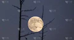 冷的望月