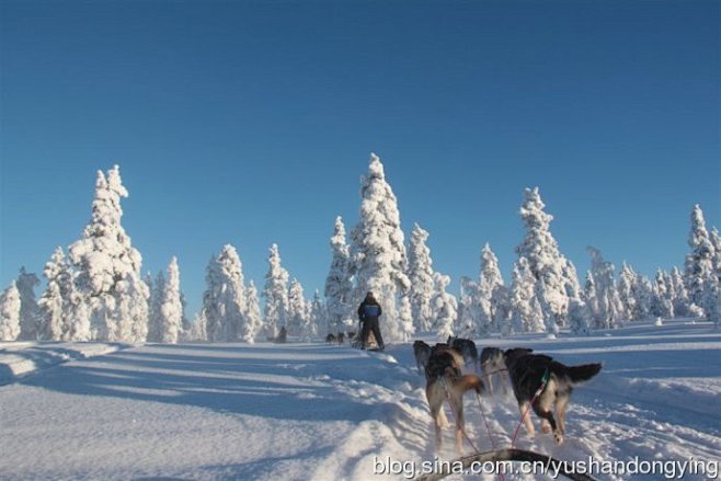 [芬兰 ]北极圈内狗拉雪橇