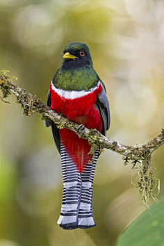 蓝顶美洲咬鹃采集京田海子a采集到飞禽鸟类2鹃形目·杜鹃科·走鹃属