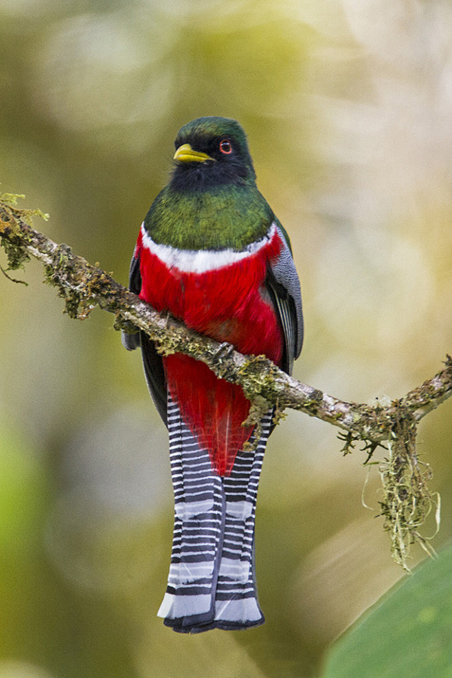 咬鹃目咬鹃科美洲咬鹃属白领美洲咬鹃
