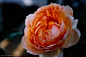 Rose by Buchio Takano on 500px