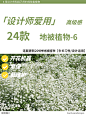 本期更新： #夏雪草#满天星吉普赛#薄雪万年草#黄金过路黄#地被植物