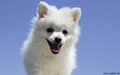 可爱小狗电脑壁纸  #优质# #动物# #可爱#