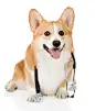 威尔士柯基犬 狗