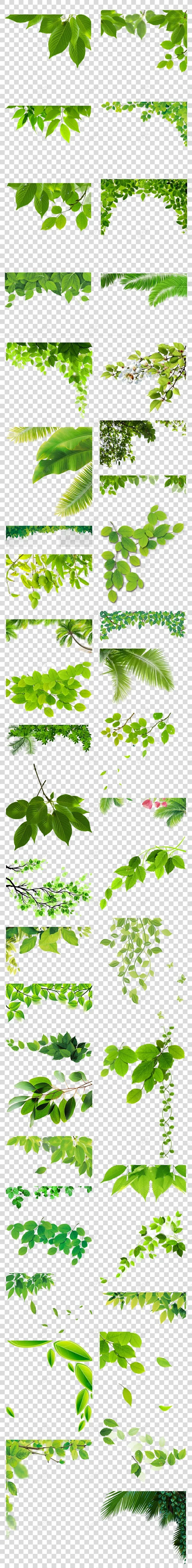 春天绿色树叶树藤青藤藤蔓花藤海报背景环保叶子边角的高清素材 元素