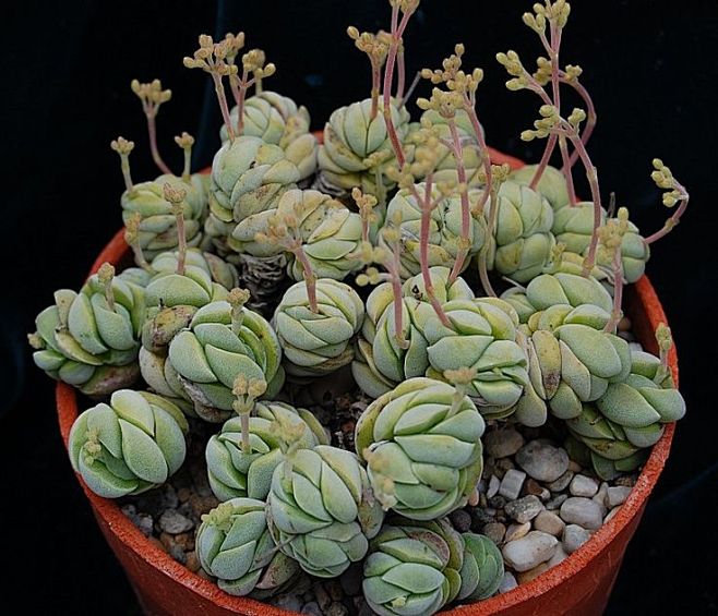 青锁龙属 托尼