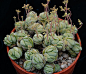 Crassula Alstonii