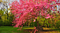 春天公园树粉红色花朵风景壁纸