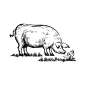 Vector pig in the grass monochrome freehand sketch vector illustration