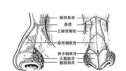 看完这些结构作品，你就可以大大增加对鼻子...