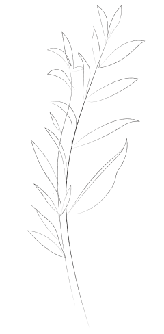 大白T采集到花