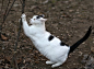 Cat, White, Black, Fur, Claws, Feline