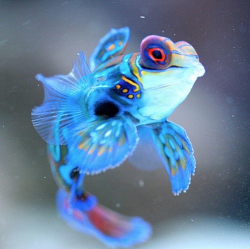 Mandarinfish: bright...