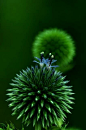 Green things~✿ڿڰۣ