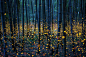 日本夏夜萤火虫聚集，森林变成超现实舞台。 来自村长的书店 - 微博