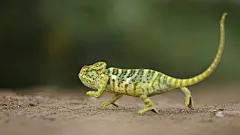 变色龙高清摄影素材