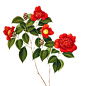 #中国复古风# #工笔画# 牡丹 梅花 鹿孔雀 鸟 莲花卉PNG #免抠PS# 后期 设计 PSD 素材 
#PNG免抠图#  后期透明背景素材 工笔 工笔画 工笔荷花 工笔画任务 工笔人物 工笔花鸟
中国风 #中国风素材# 中国风原画 中国风海报 中国风背景 古风 古风海报 #古风背景# 古风封面 国画 
国画山水 国画花卉 国画花鸟 国画人物 国画竹子 手绘 手绘花 手绘素材 手绘海报 #手绘插画# 水墨画 
油纸伞 鱼鹿马 古典乐器 文房四宝 茶具 花鸟PNG 质感溶图 孙郡 摄影后期 照片处理 装