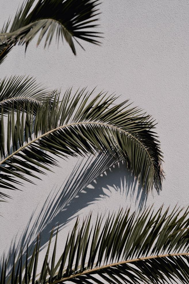green palm tree unde...