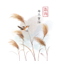 池塘边 芦苇荡  霜降  芦苇插画png