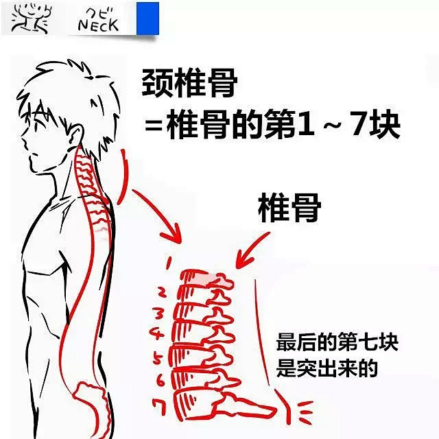 【新手教程】第11期：颈椎篇，关于颈椎骨...