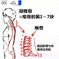 【新手教程】第11期：颈椎篇，关于颈椎骨的碎碎念