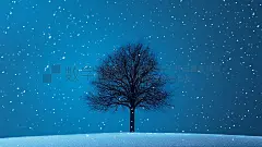下雪天枯树安静氛围深蓝色背景插图