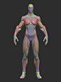 Stylized Female Hulk Anatomy Blockout