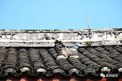 行者111采集到重庆传统民居