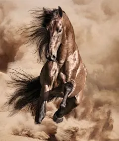 Horses: #Horse.: 