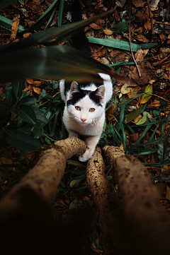 猫妈0818采集到汪喵萌蠢