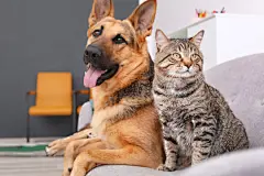 点击来源直接获取大图文件 |可爱的猫和狗一起在室内的沙发上休息。动物之间的友谊 