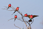 鸟，深红色，深红色食蜂鸟，博茨瓦纳，蓝鸟