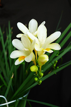 雨ˋ滴滴答答采集到❀. ．•°花系꧂