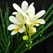 #花瓣花语录#小苍兰（Freesia refracta Klatt），别名香雪兰，原产非洲南部好望角一带。香气浓郁醇正，花姿优雅动人，花色鲜艳。花语：纯真，无邪。