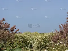 在蓝天的映衬下，一条白色的花河在开着粉红色花的灌木之间流动。一个温和的自然背景明信片。漂亮的壁纸。