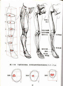 月不夜采集到人体各部位参考