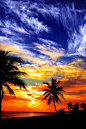 Palm silhouettes at sunset: 