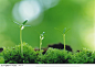绿芽生命-三颗生长的嫩苗