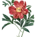 PNG 花材下载----&gt;&gt;&gt;