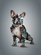 Cyber Dog l StudioNuts : Project in partnership with Bulldog Studio.