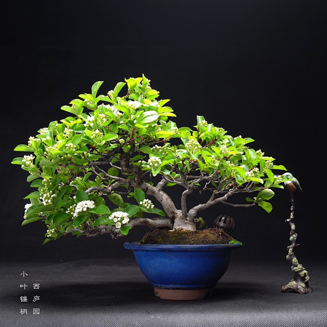 小叶镰柄稀有植物盆景小品盆景西庐园盆景日本盆景淘宝网