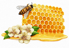 miaotung采集到蜂蜜