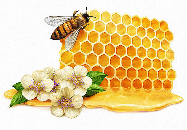 Honeycomb : Packagin...