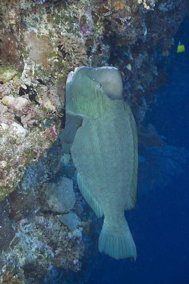 鲈形目鹦嘴鱼科大鹦嘴鱼属隆头鹦嘴鱼
