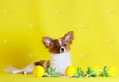 蝶耳蝶在黄色背景上。白色的小狗，红色的耳朵和头部。毛茸茸的观赏动物。绿色叶子的柠檬。