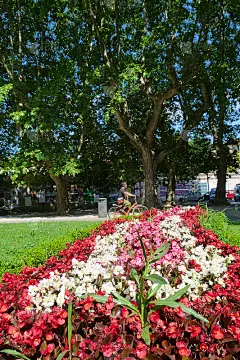 比萨自由烈士广场的花园