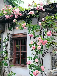 花草集 - 高清图片，堆糖，美图壁纸兴趣社区