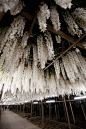 hanging flowers