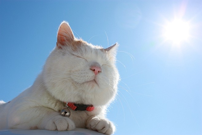 猫叔晒太阳