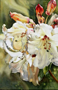 Watercolor flowers lilies white blooms: 